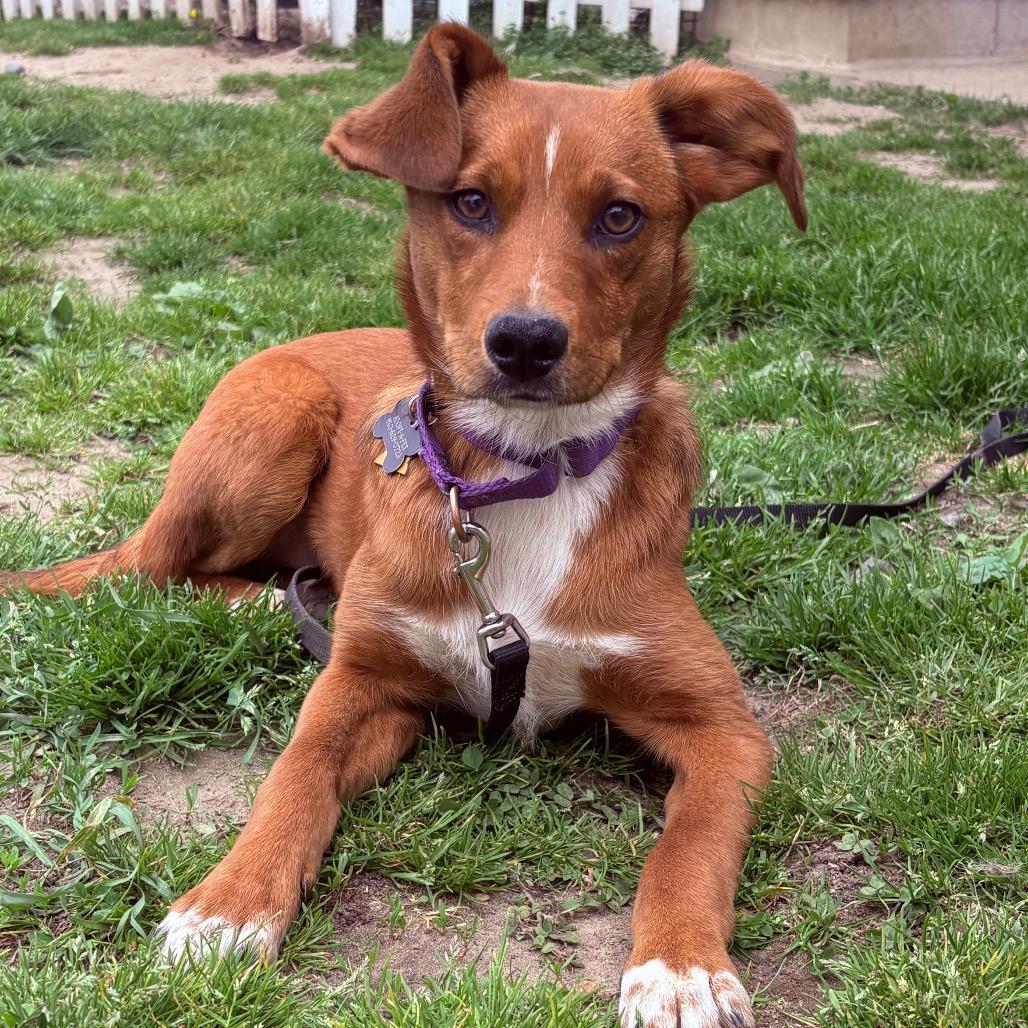 Amber, an adoptable Mixed Breed in Fenton, MI image 1/2