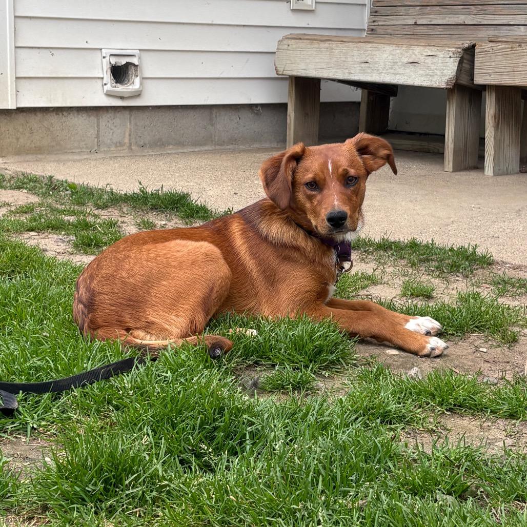 Amber, an adoptable Mixed Breed in Fenton, MI image 2/2