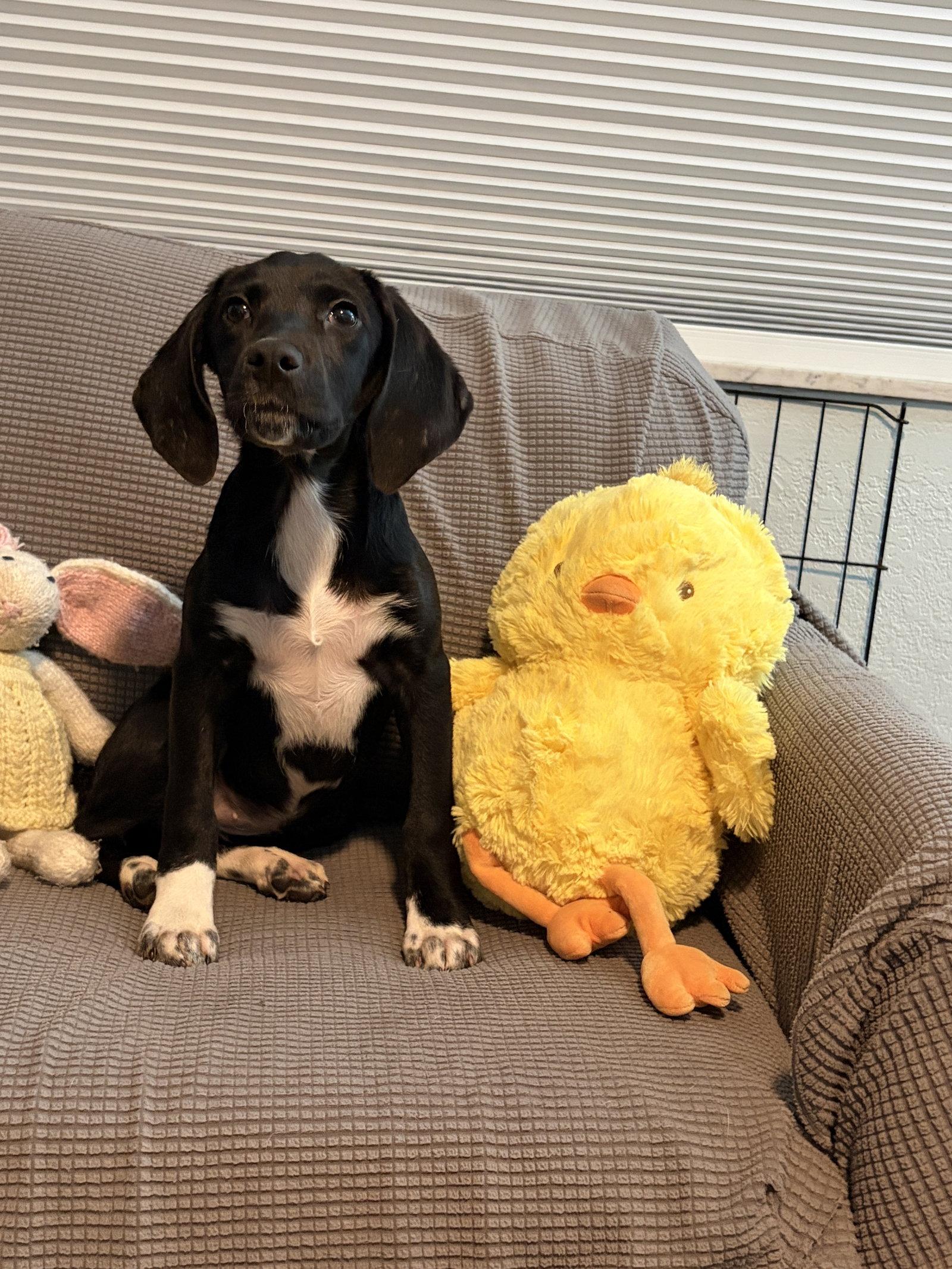 Lola Rose's Pup Lollipop, Adopted, Puppy Female Foxhound & Black Labrador Retriever.