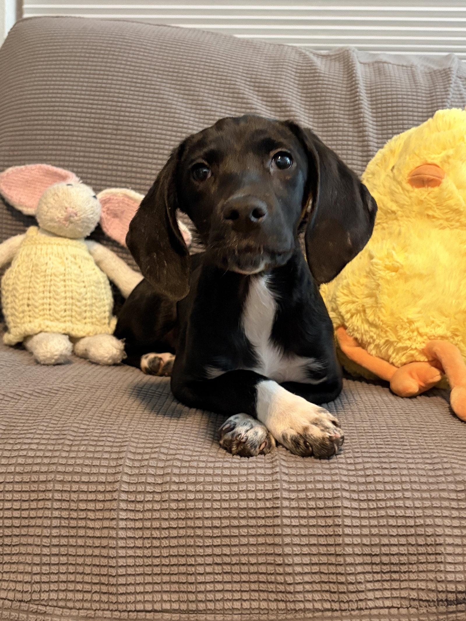 Enlarge Lola Rose's Pup Lollipop, a Adopted mixed breed in Tampa, FL image 2/3