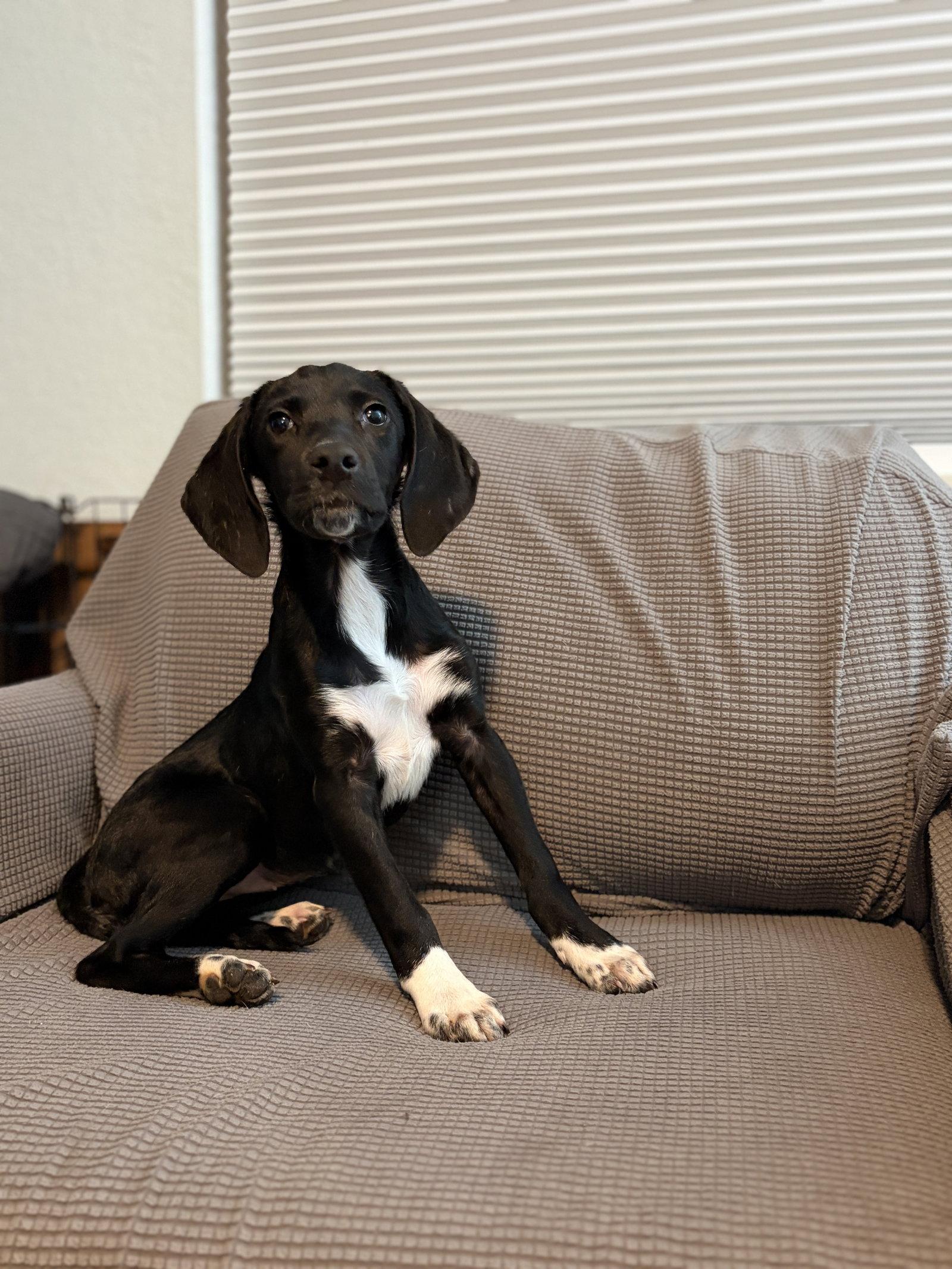 Enlarge Lola Rose's Pup Lollipop, a Adopted mixed breed in Tampa, FL image 3/3