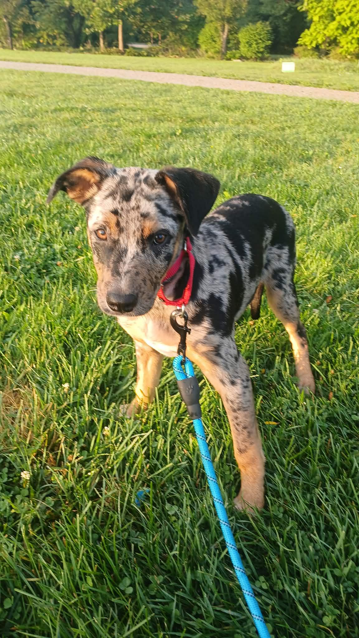 Loon - BO, Adoptable, Young Female Mixed Breed.