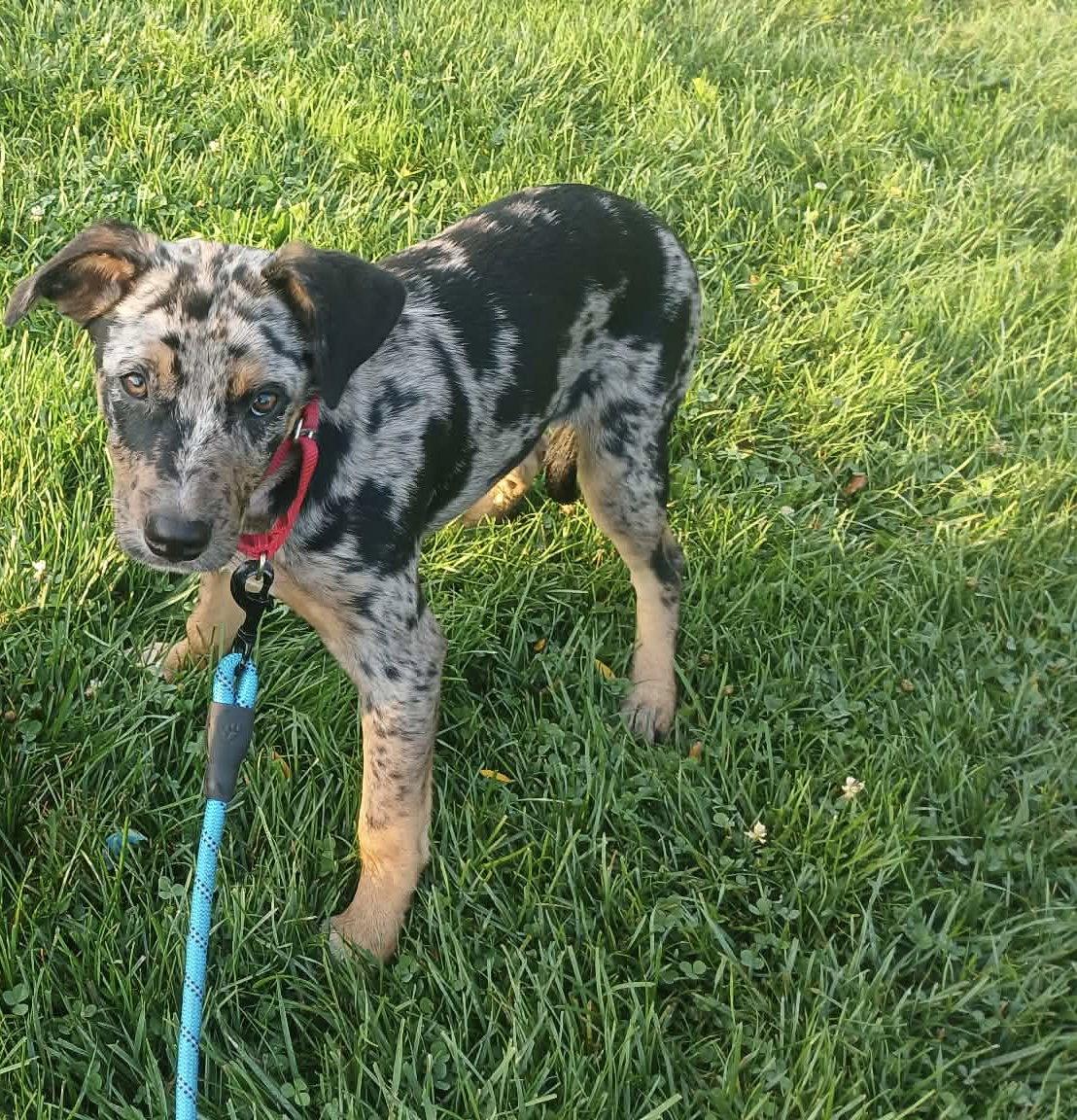Enlarge Loon - BO, a Adoptable Mixed Breed in Clinton, MI image 2/2