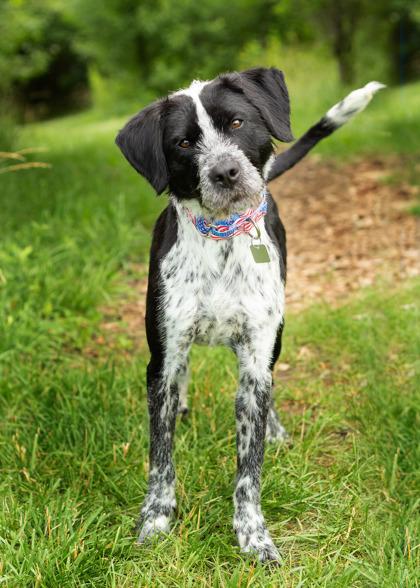 Mister, adopted, Adult Male Mixed Breed.