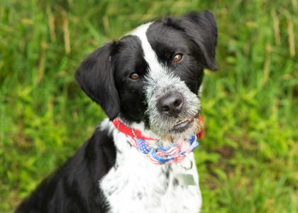 Enlarge Mister, an adopted Mixed Breed in Hamilton, OH image 3/3
