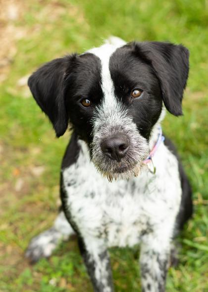 Enlarge Mister, an adopted Mixed Breed in Hamilton, OH image 2/3