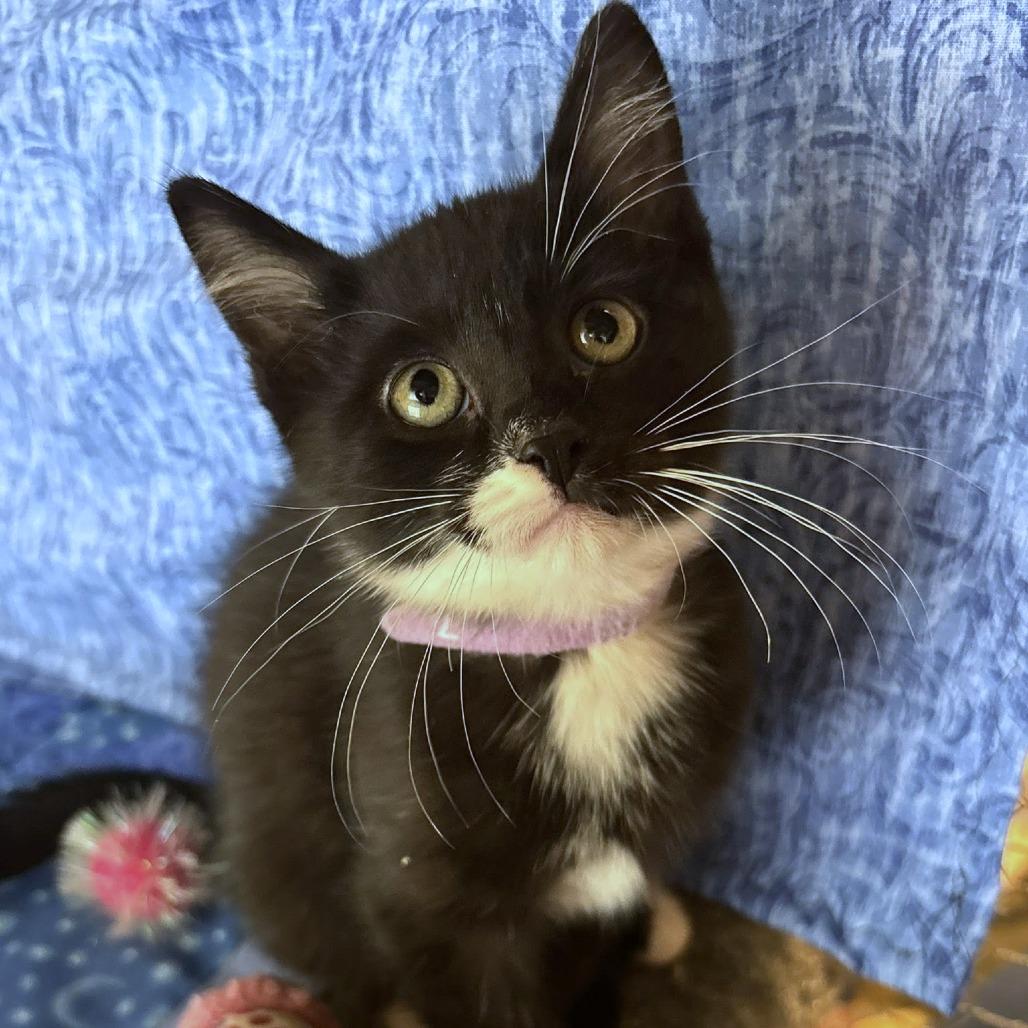 Essie, a Adoptable Domestic Short Hair in Wichita, KS image 1/6