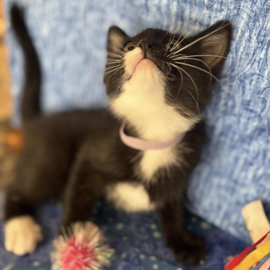 Essie, a Adoptable Domestic Short Hair in Wichita, KS image 2/6