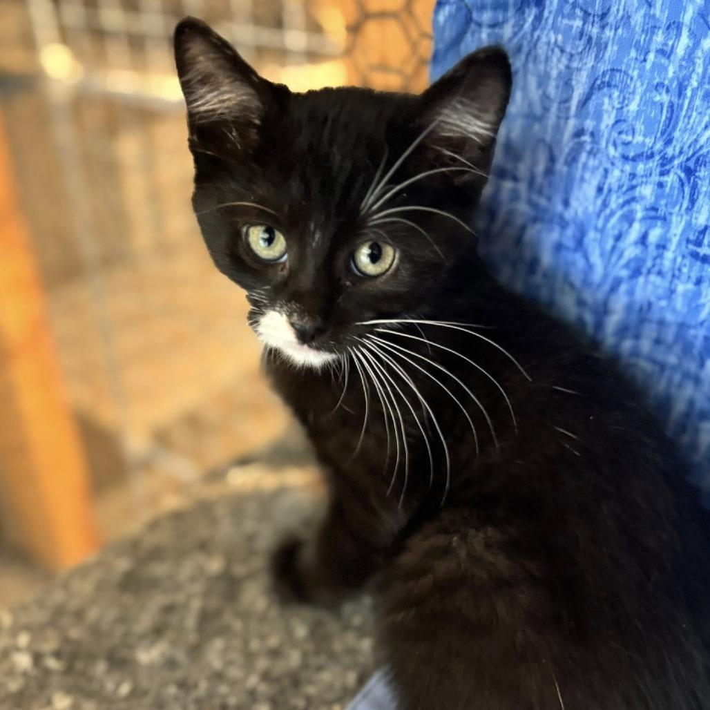 Essie, a Adoptable Domestic Short Hair in Wichita, KS image 3/6