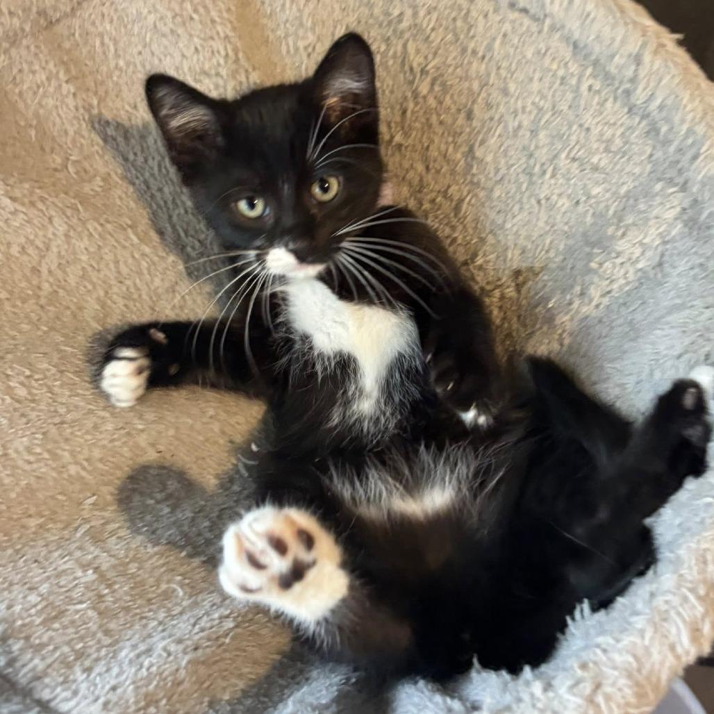 Essie, a Adoptable Domestic Short Hair in Wichita, KS image 4/6