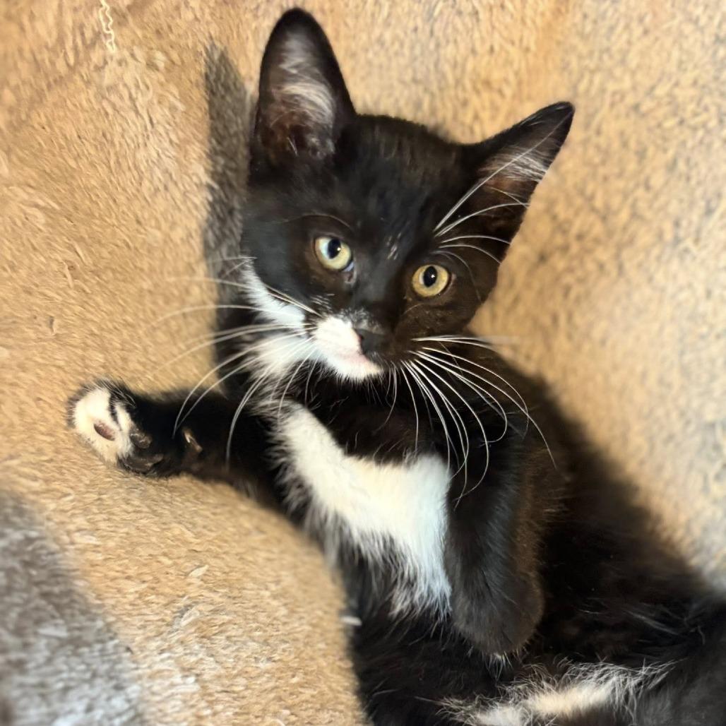 Essie, a Adoptable Domestic Short Hair in Wichita, KS image 5/6
