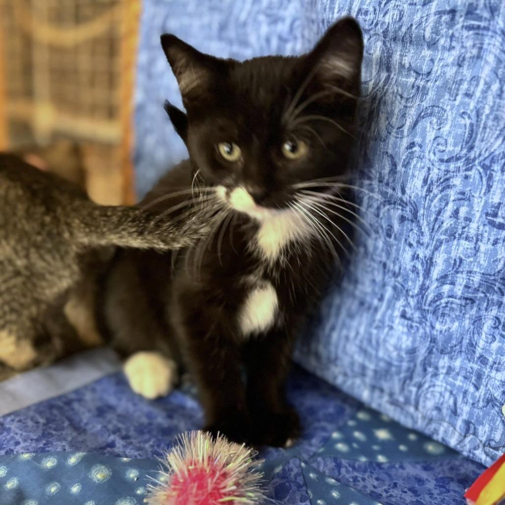 Essie, a Adoptable Domestic Short Hair in Wichita, KS image 6/6