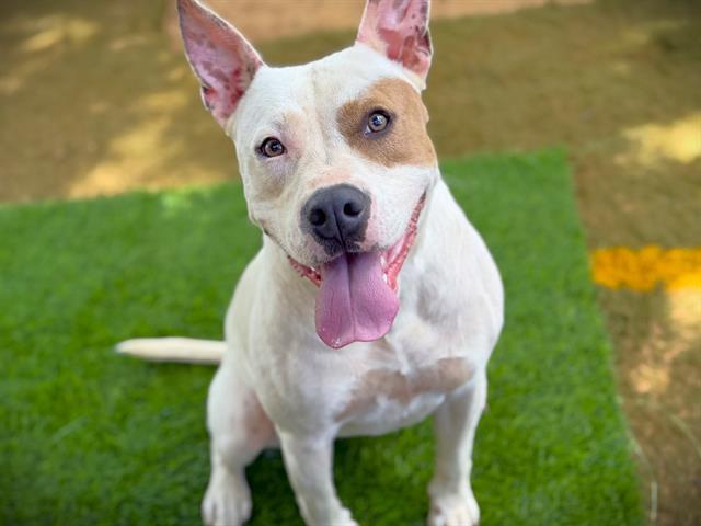 REBA, Adoptable, Young Female Pit Bull Terrier.