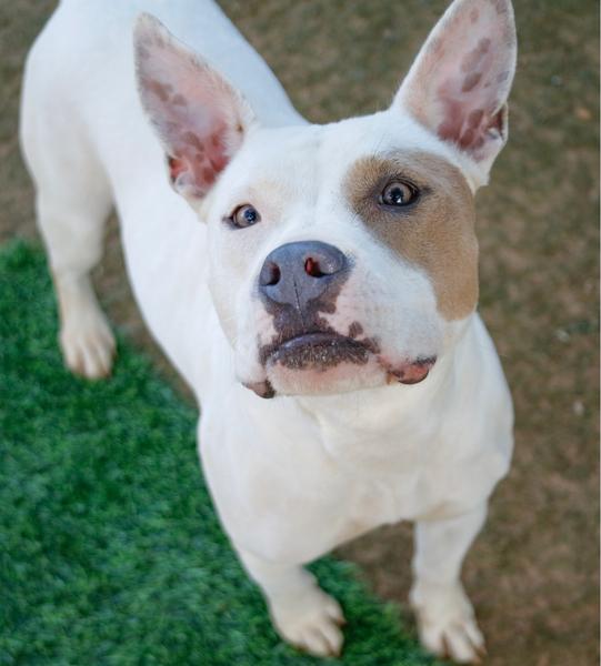 REBA, Adoptable, Young Female Pit Bull Terrier.