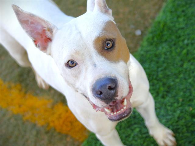 REBA, Adoptable, Young Female Pit Bull Terrier.