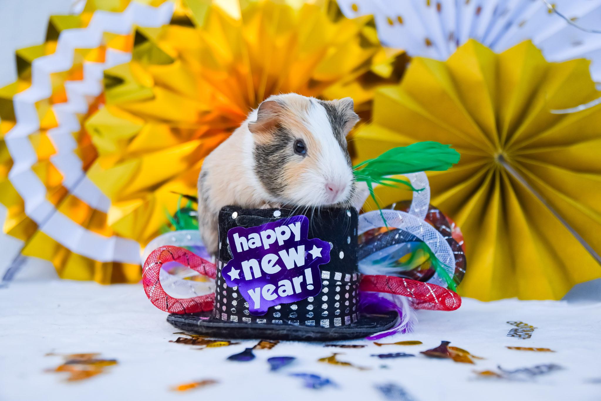 Enlarge Pecan Pie, an adopted Guinea Pig in Walnut Grove, CA image 1/1
