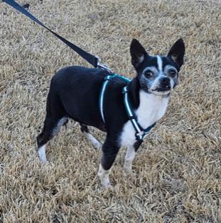Peppie, Adoptable, Senior Male Chihuahua & Boston Terrier.