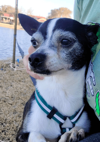 Peppie, Adoptable, Senior Male Chihuahua & Boston Terrier.