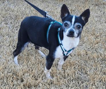 Peppie, a Adoptable mixed breed in North Richland Hills, TX image 3/3