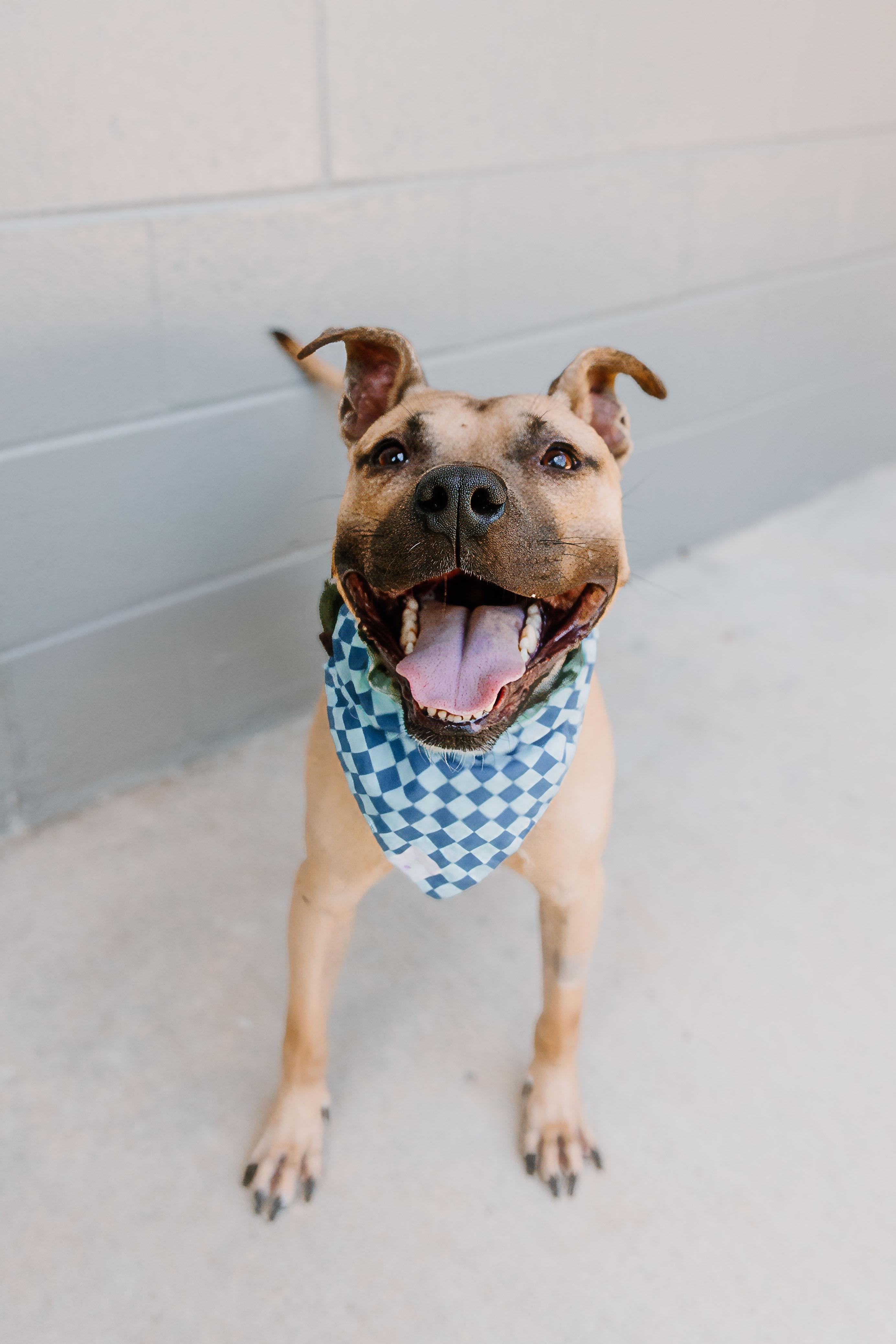 Enlarge Jake, a Adoptable mixed breed in Lancaster, SC image 2/2