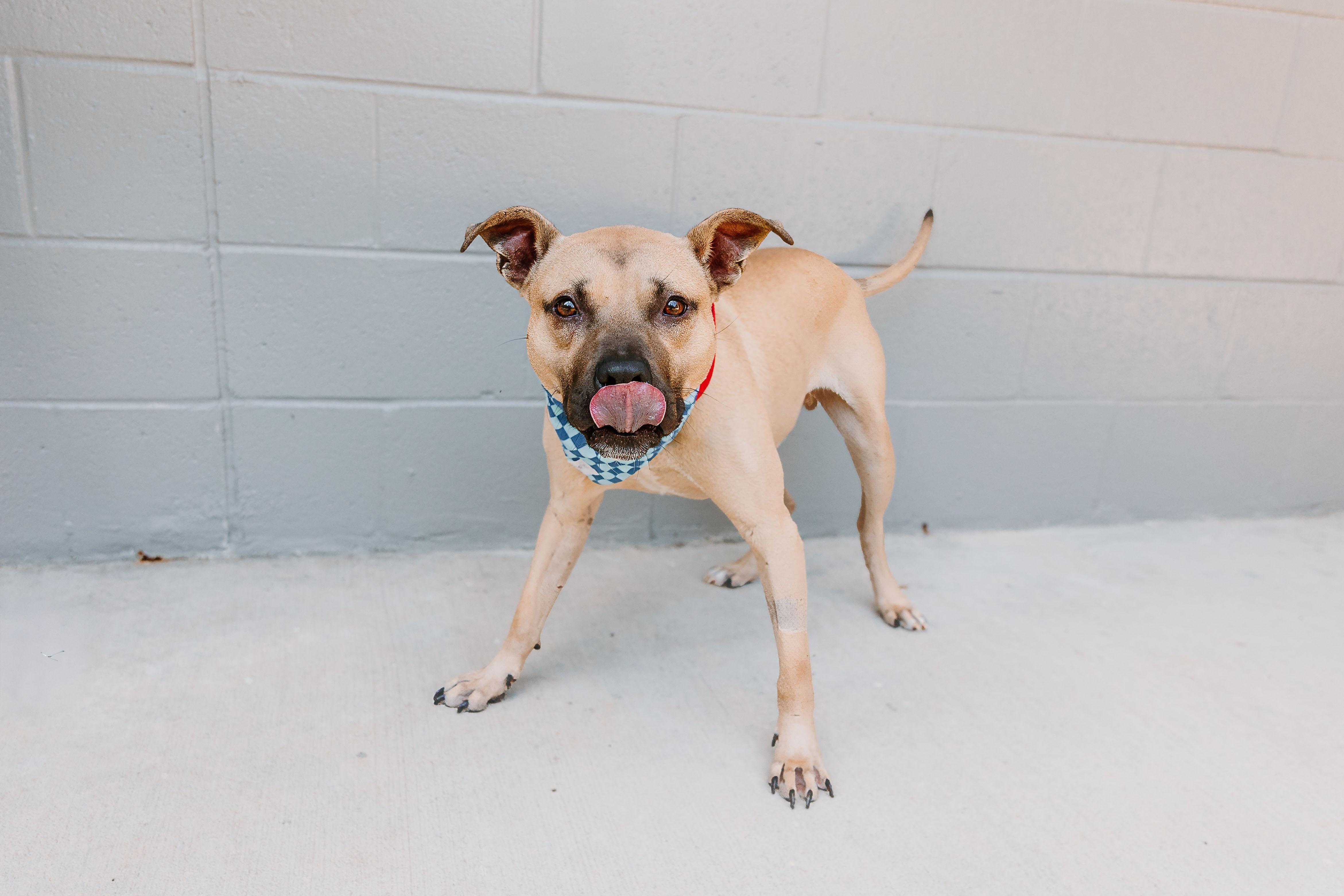 Enlarge Jake, a Adoptable mixed breed in Lancaster, SC image 1/2