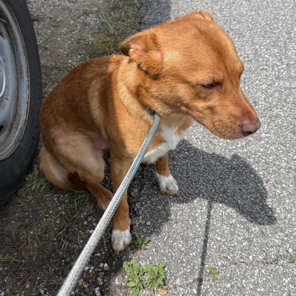 Trooper, Adoptable, Young Male Australian Kelpie & Mixed Breed.
