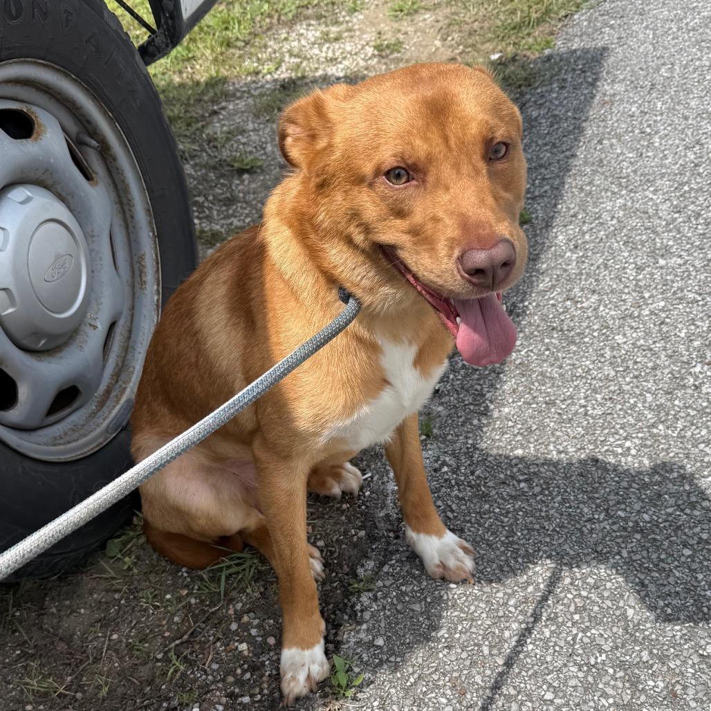 Enlarge Trooper, a Adoptable mixed breed in Galveston, TX image 2/3