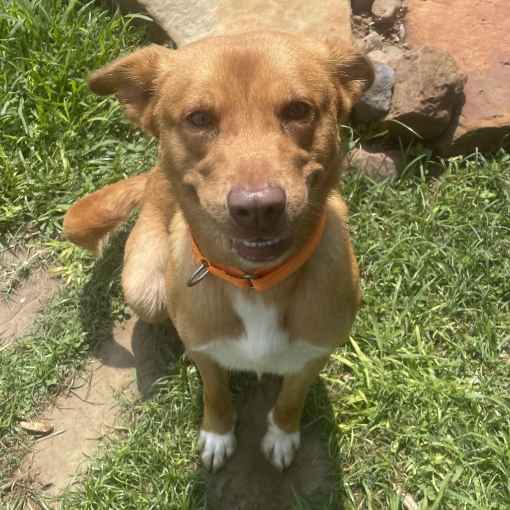 Enlarge Trooper, a Adoptable mixed breed in Galveston, TX image 3/3
