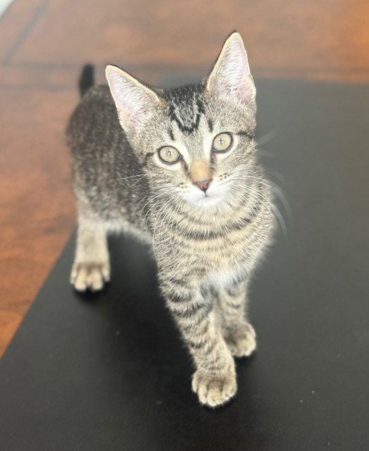 Enlarge Tony, a Adoptable Domestic Short Hair in The Woodlands, TX image 1/3