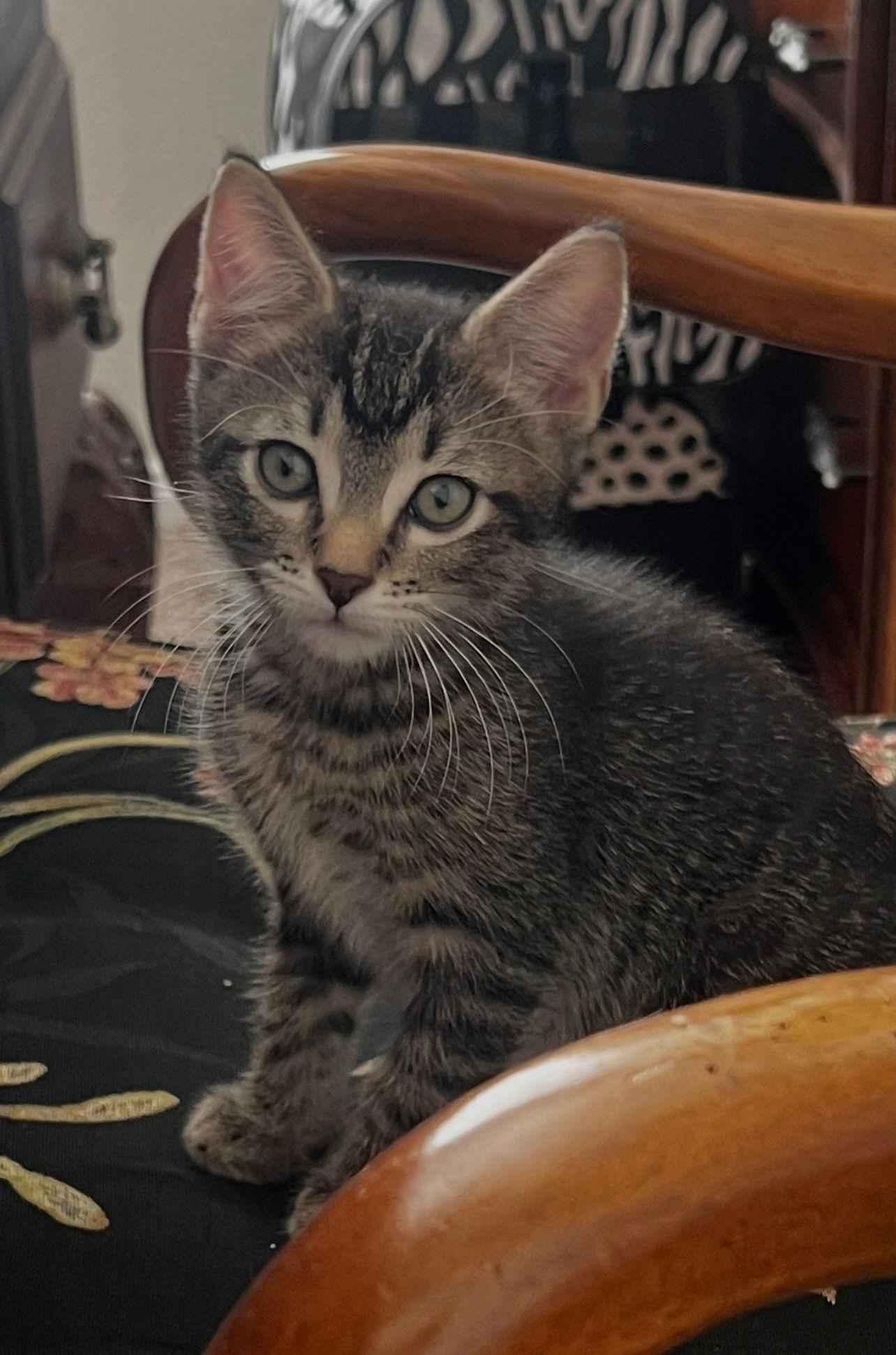 Enlarge Tony, a Adoptable Domestic Short Hair in The Woodlands, TX image 1/3