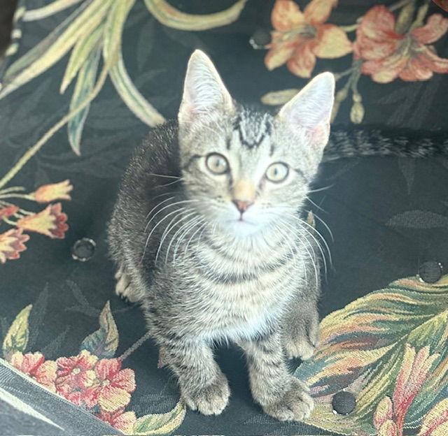 Enlarge Tony, a Adoptable Domestic Short Hair in The Woodlands, TX image 3/3