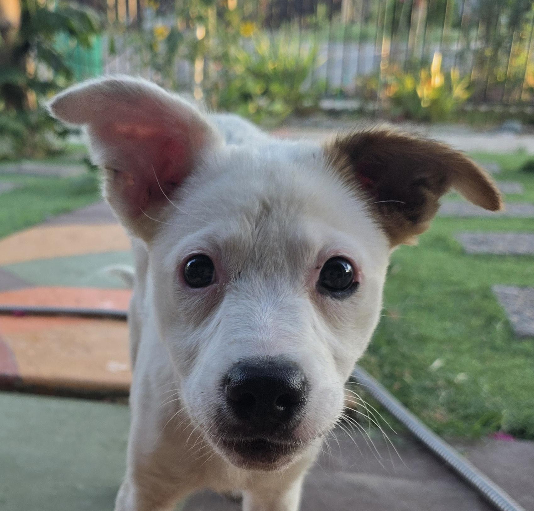 NEW PUPPY, adoptable, Puppy Female Parson Russell Terrier.