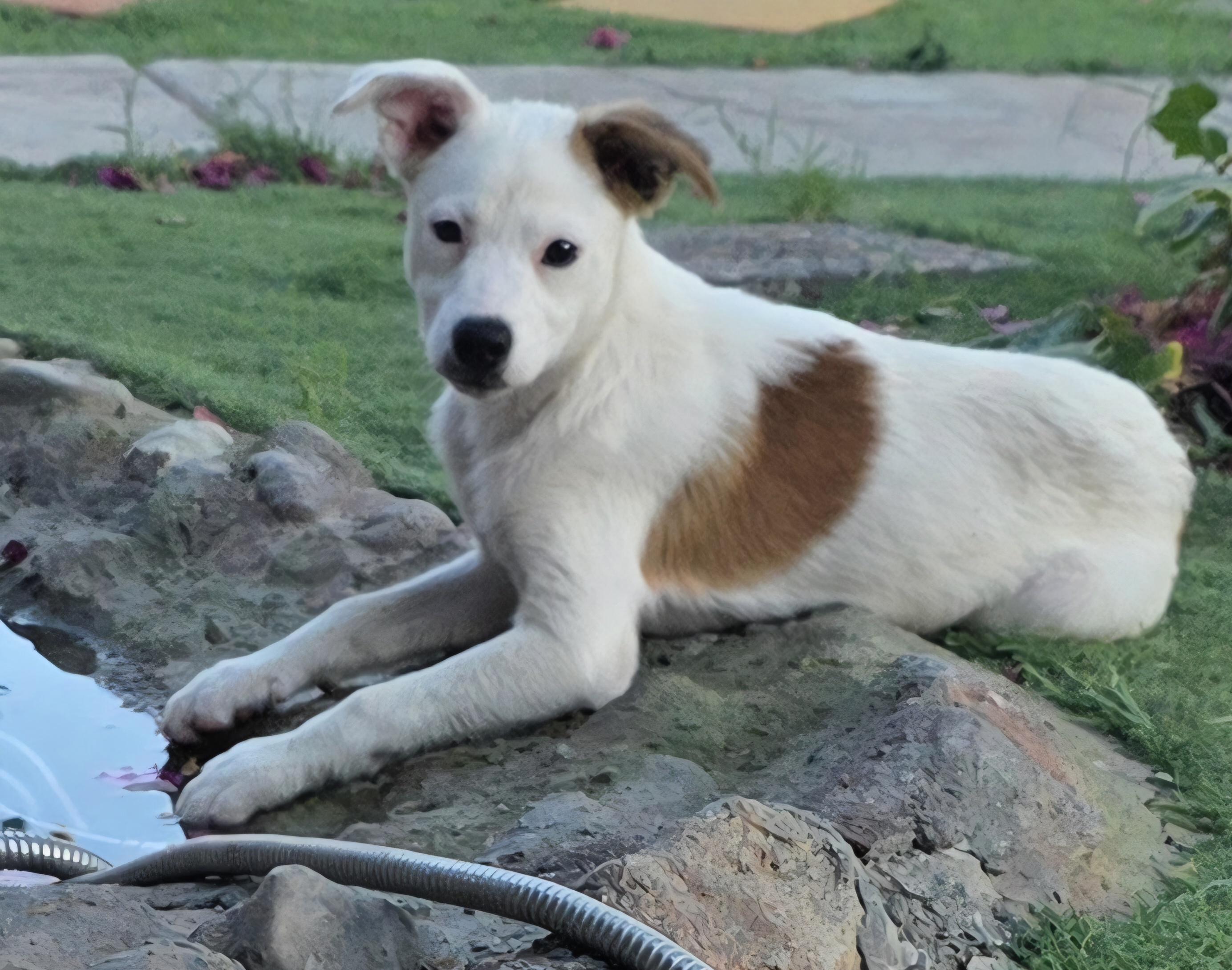 Enlarge NEW PUPPY, an adoptable mixed breed in Cantua Creek, CA image 3/4