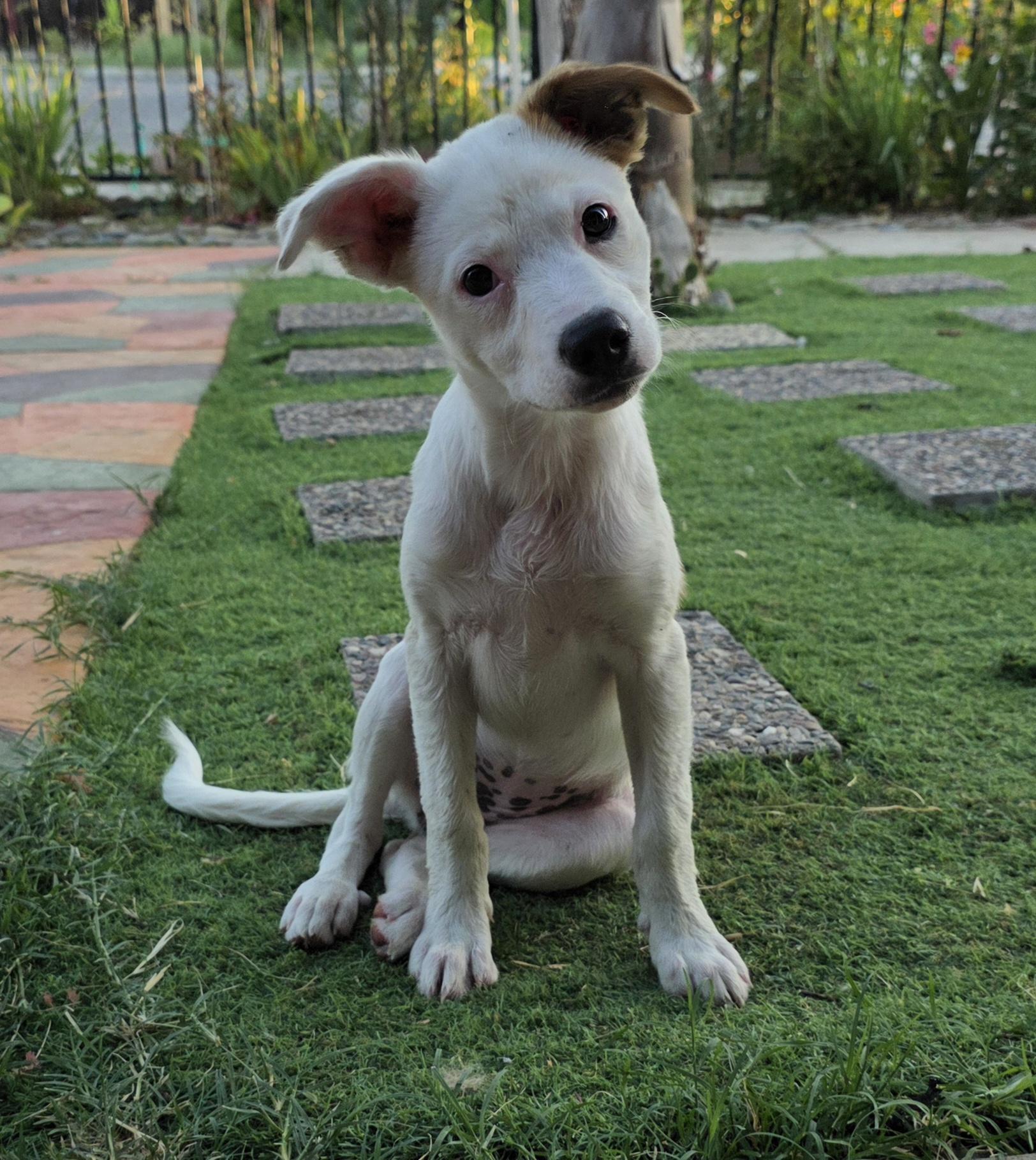 Enlarge NEW PUPPY, an adoptable mixed breed in Cantua Creek, CA image 2/4