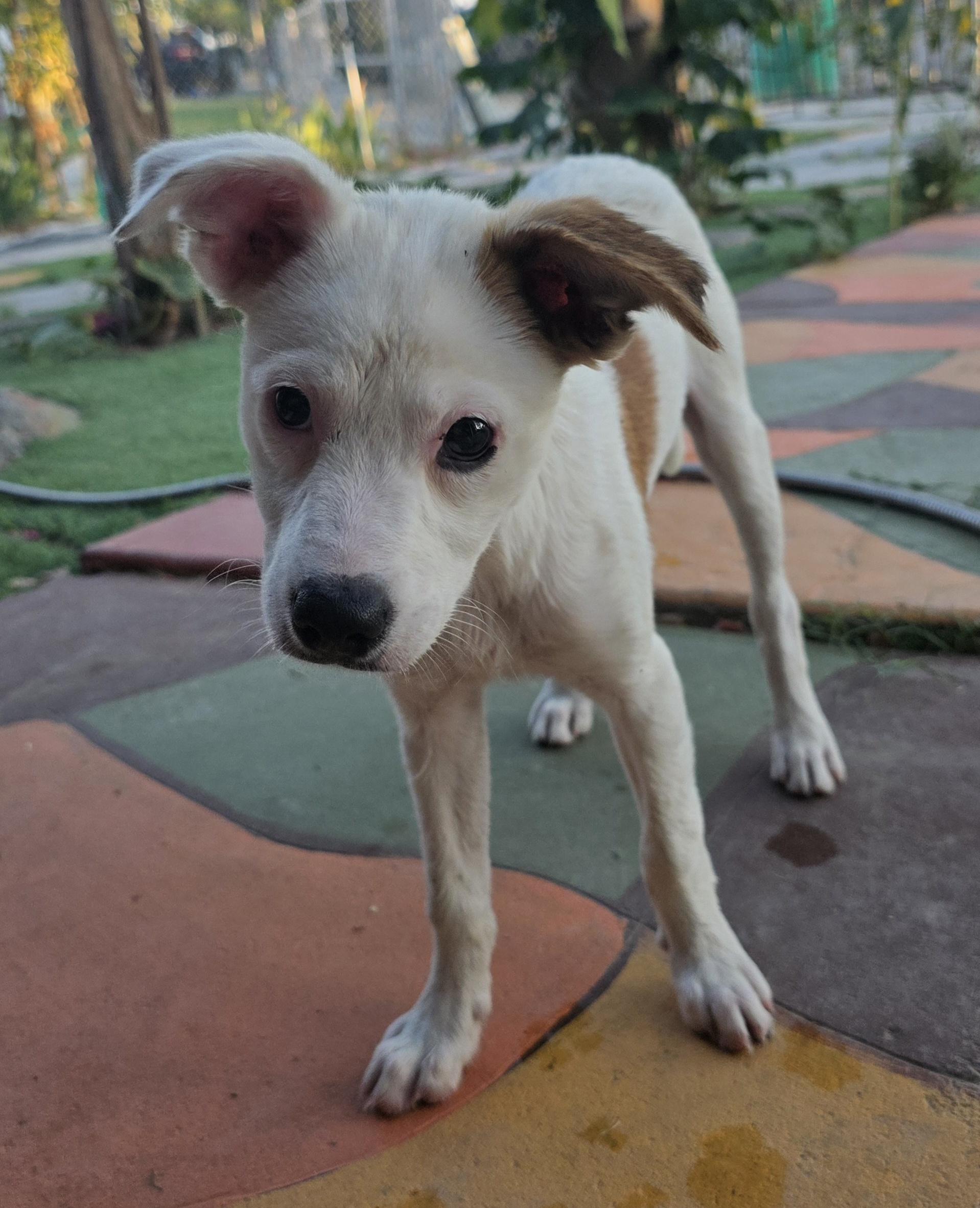 Enlarge NEW PUPPY, an adoptable mixed breed in Cantua Creek, CA image 4/4