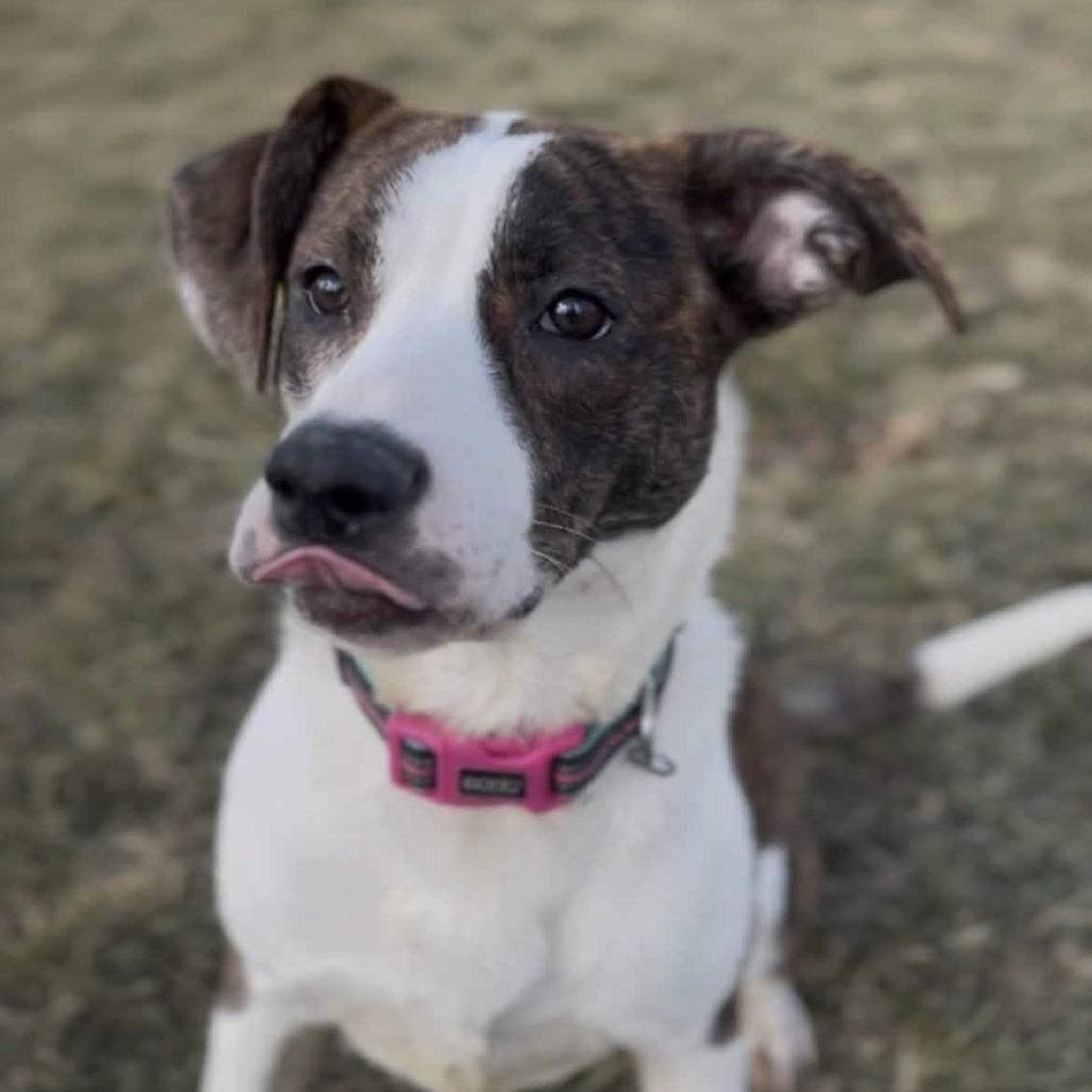 Enlarge Ramona, a Adoptable mixed breed in Marysville, OH image 2/6