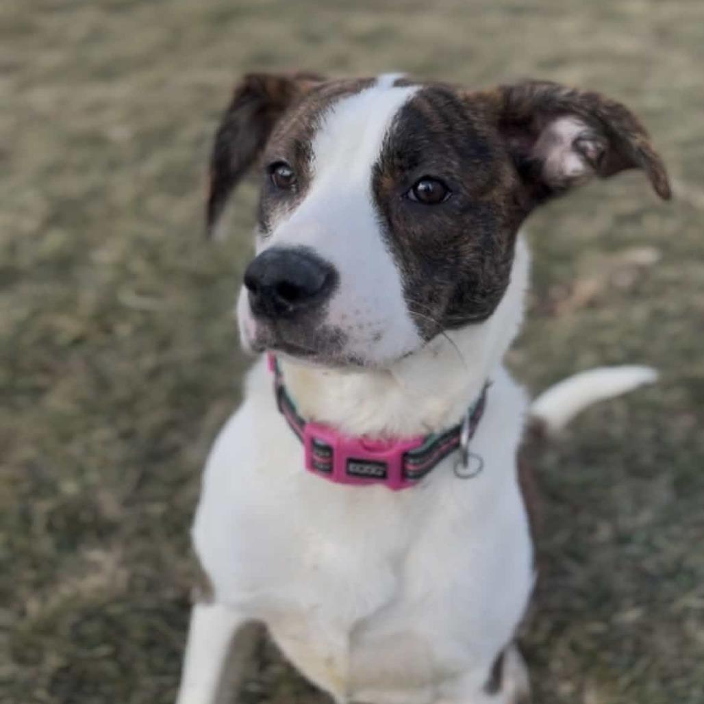 Enlarge Ramona, a Adoptable mixed breed in Marysville, OH image 3/6