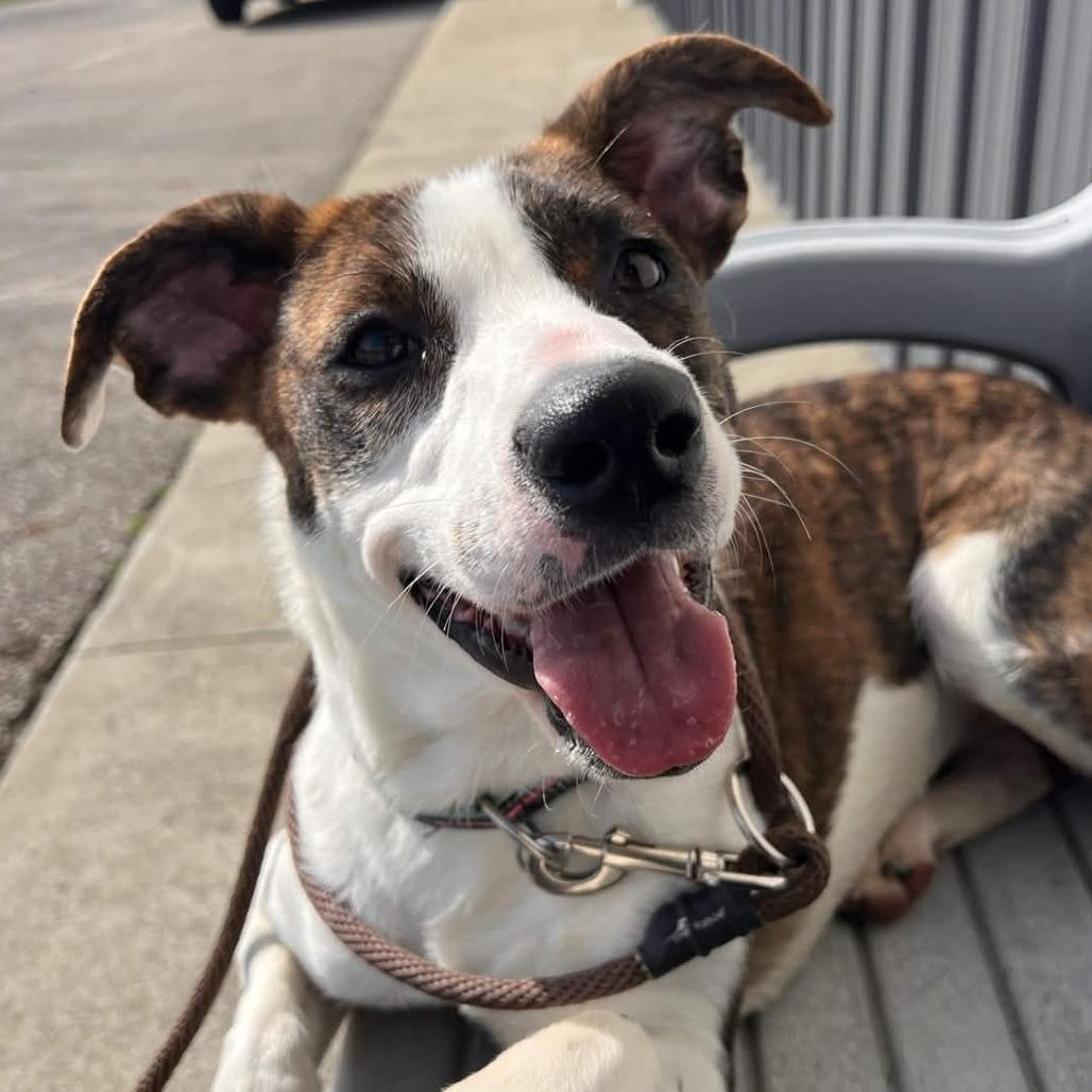 Enlarge Ramona, a Adoptable mixed breed in Marysville, OH image 4/6