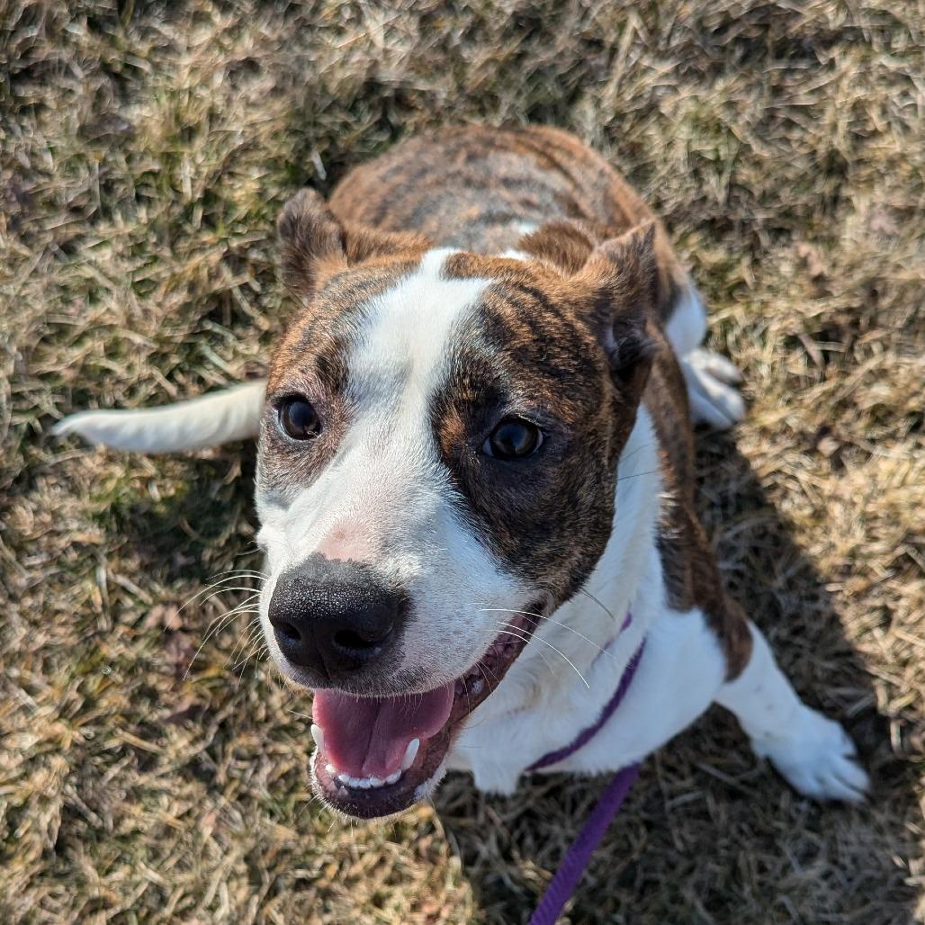 Enlarge Ramona, a Adoptable mixed breed in Marysville, OH image 6/6