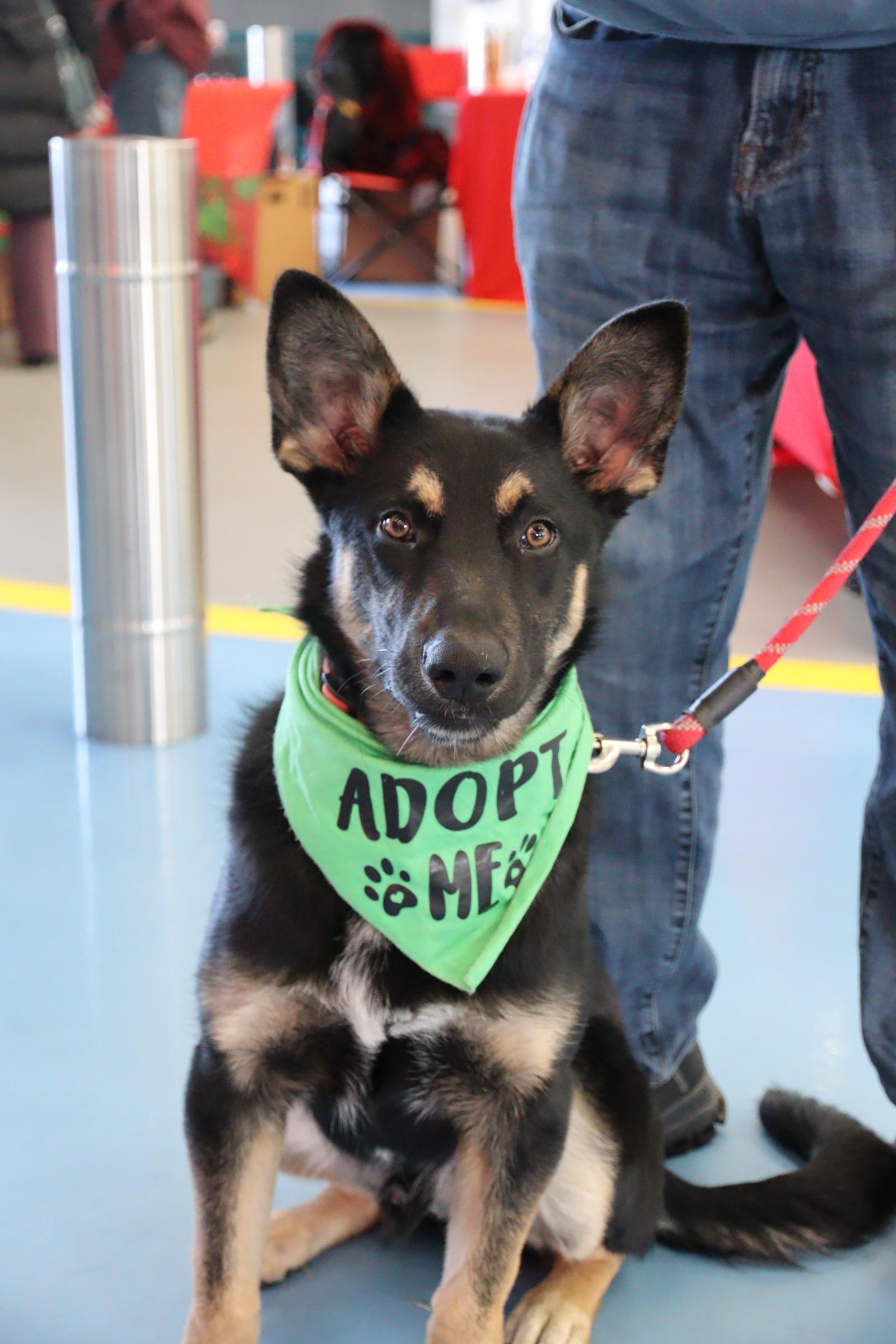 Rex, ADOPTABLE, Young Male German Shepherd Dog.