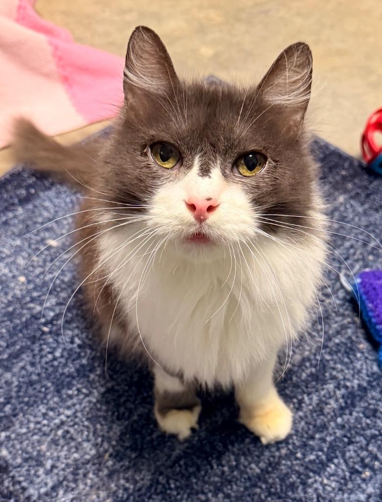 Grizabella, Adoptable, Senior Female Domestic Long Hair.