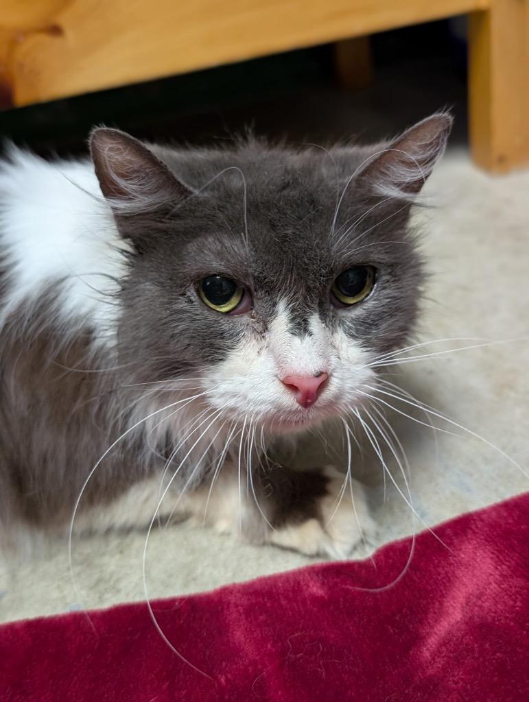 Enlarge Grizabella, a Adoptable mixed breed in Defiance, OH image 2/5