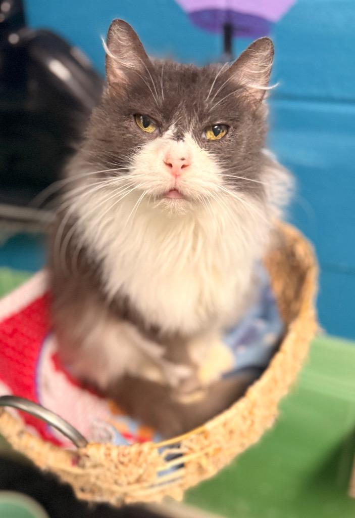 Enlarge Grizabella, a Adoptable mixed breed in Defiance, OH image 3/6