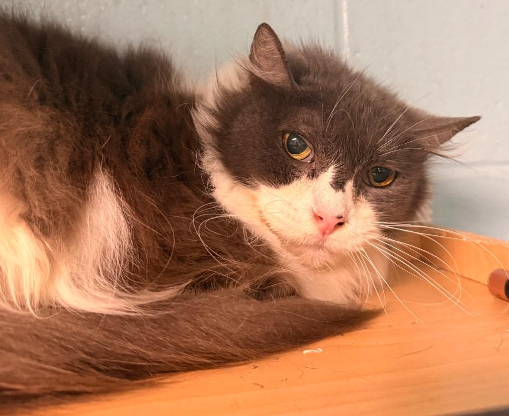 Enlarge Grizabella, a Adoptable mixed breed in Defiance, OH image 3/5