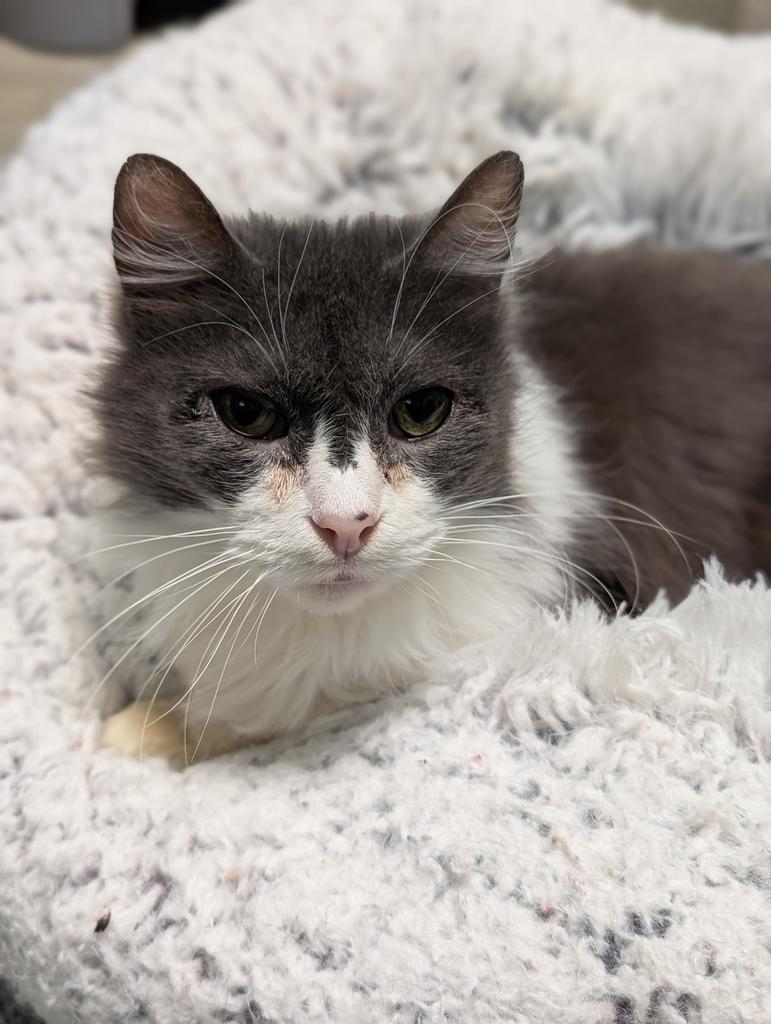 Enlarge Grizabella, a Adoptable mixed breed in Defiance, OH image 4/5