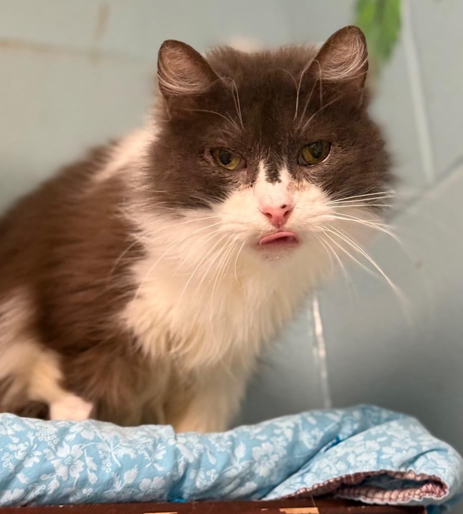 Enlarge Grizabella, a Adoptable mixed breed in Defiance, OH image 5/5