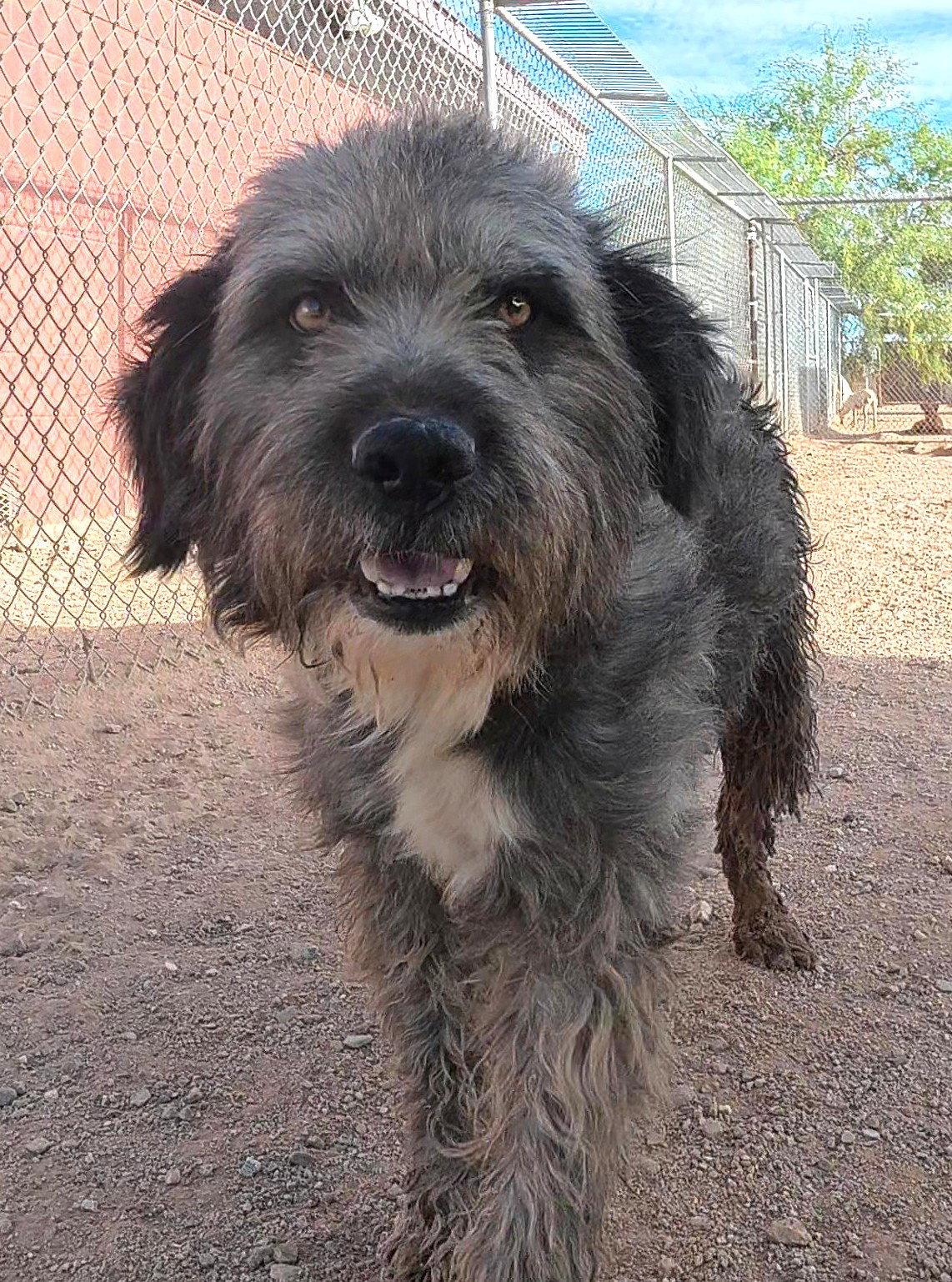 Charlie Brown aka Pig Pen, Adopted, Adult Male Terrier.