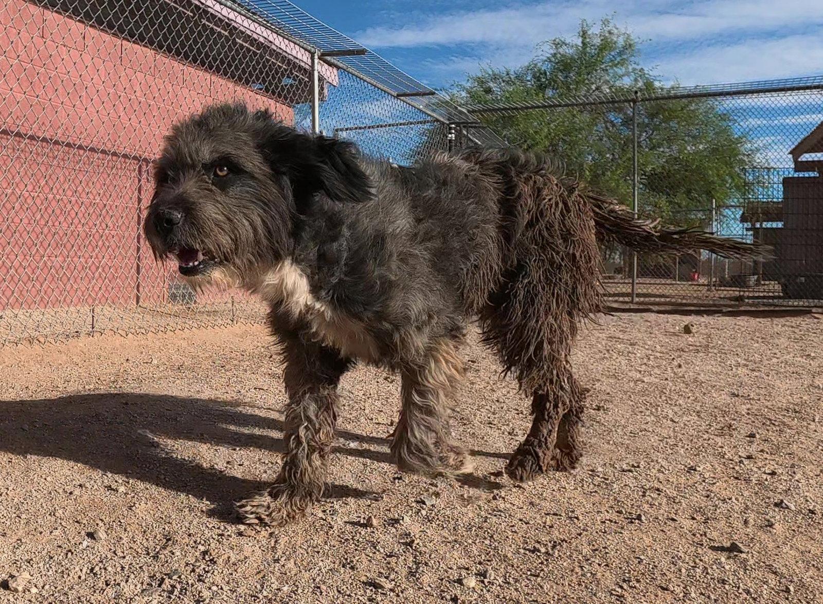 Charlie Brown aka Pig Pen, a Adopted Terrier in Queen Creek, AZ image 2/3