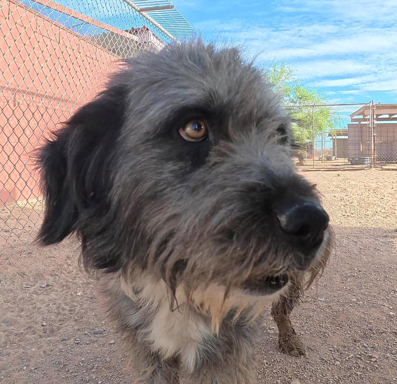 Charlie Brown aka Pig Pen, a Adopted Terrier in Queen Creek, AZ image 3/3