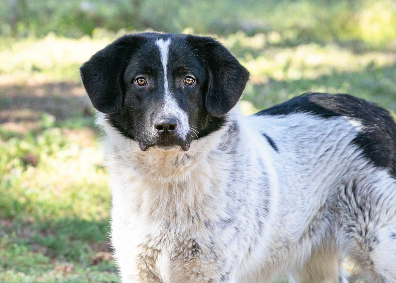 Enlarge Hank, a Adoptable mixed breed in Camp Hill, AL image 1/1